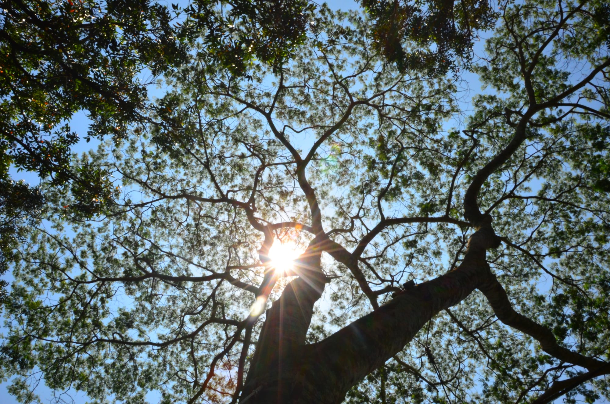 Canopy Coda